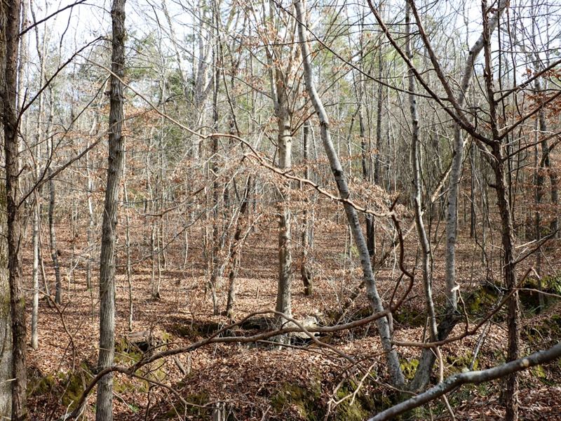Lafayette County, 115 Acres : Thaxton : Lafayette County : Mississippi