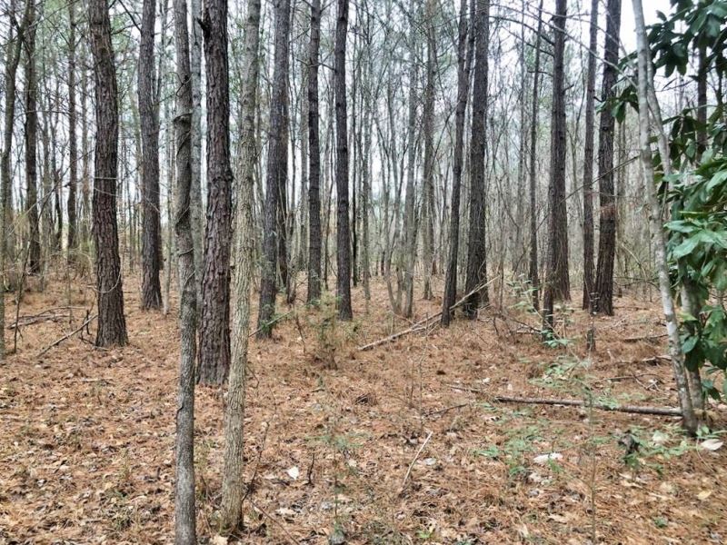 50 Acre Home Site Hunting Timber LA : Wesson : Copiah County : Mississippi