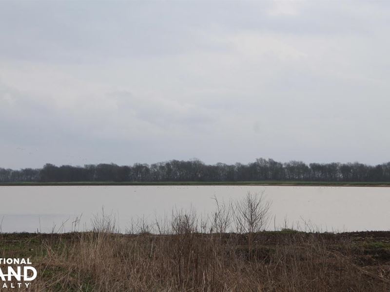 Delta Farmland and Wrp with Great : Lake Providence : East Carroll Parish : Louisiana