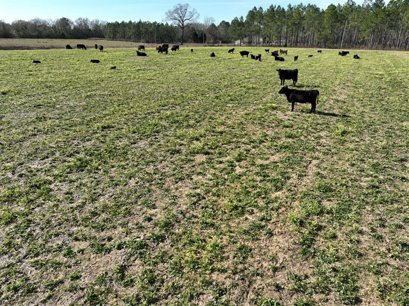 10 Acre Homesite in Dothan, Lot 13 : Dothan : Houston County : Alabama