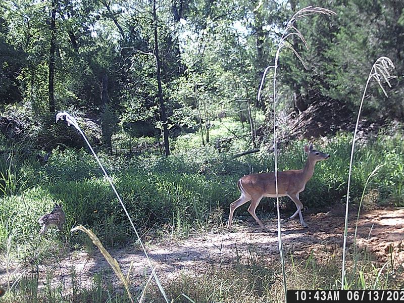 Bremond Texas Land Hunting : Bremond : Robertson County : Texas