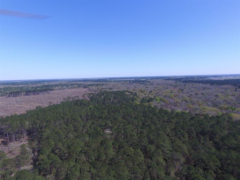 Rare Timber Investment Property : Iota : Acadia Parish : Louisiana