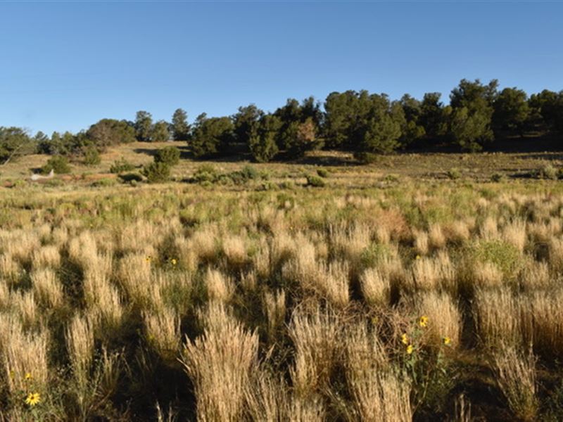Candy Kitchen NM Seasonal Lake Lot : Pinehill : Cibola County : New Mexico