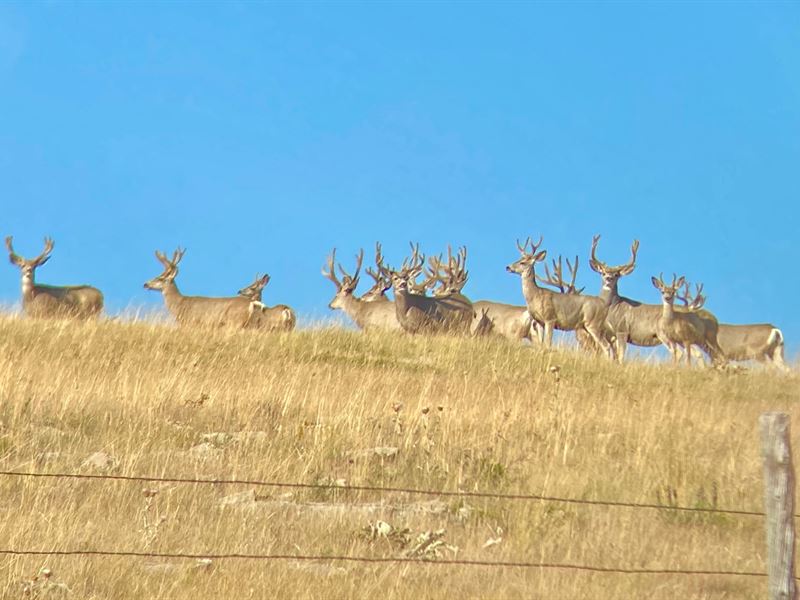 Red Hill Ranch : Hobson : Judith Basin County : Montana
