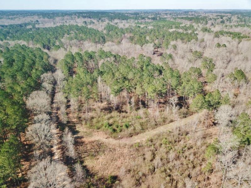 115 Acre Hunting and Timber Land Fo : Union Church : Jefferson County : Mississippi