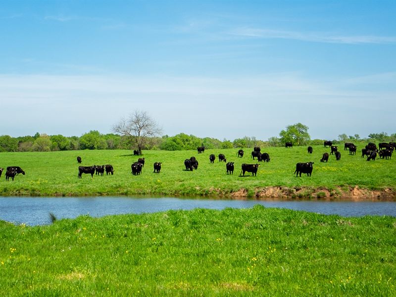 East Texas Cattle Ranch, Land MT : Mount Vernon : Franklin County : Texas