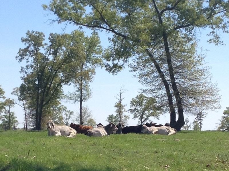 Land Marshall TX Hunting, Ranch for Sale in Texas, 235526 RANCHFLIP