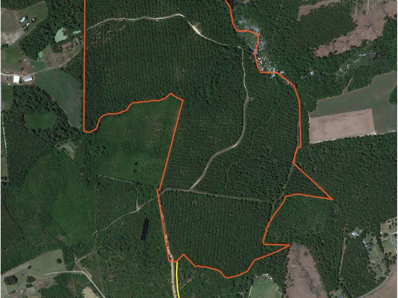 Recreational Timberland Investment : Belville : Brunswick County : North Carolina