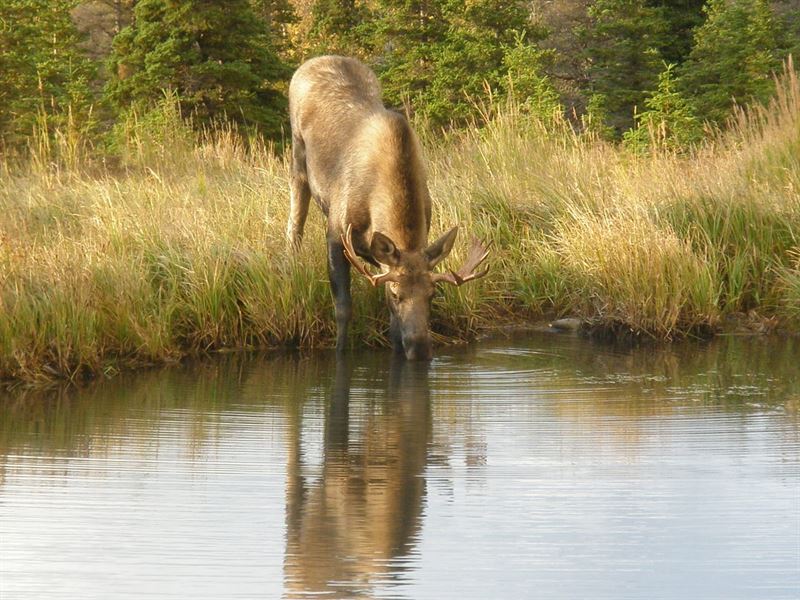 77 Acres Near Anderson, AK : Anderson : Denali Borough : Alaska