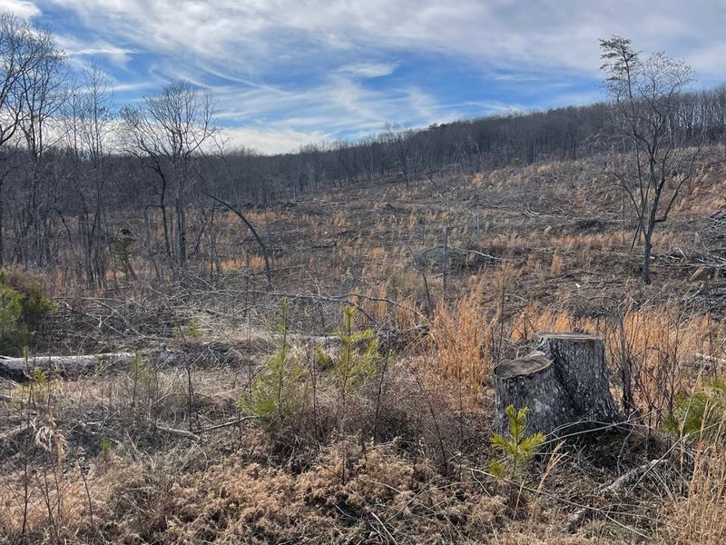 250 Acres This Property Offers yo : Pikeville : Bledsoe County : Tennessee