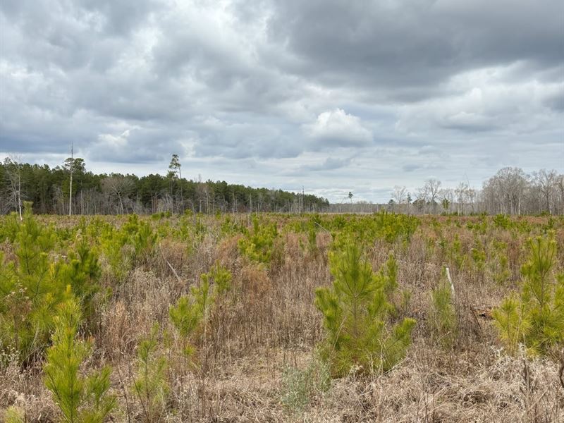 Dorcheat Road Tract 2, Webster Pari : Minden : Webster Parish : Louisiana