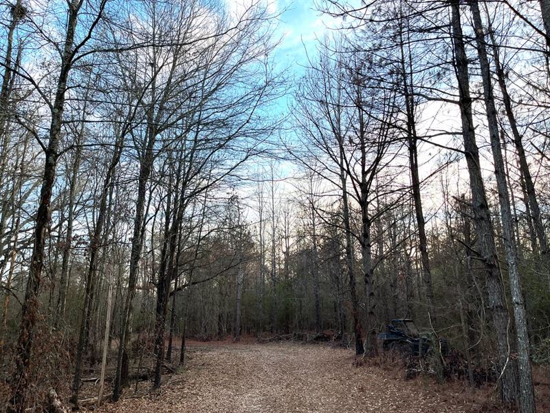 337 Acres of Fine Hunting Land : Forest : West Carroll Parish : Louisiana