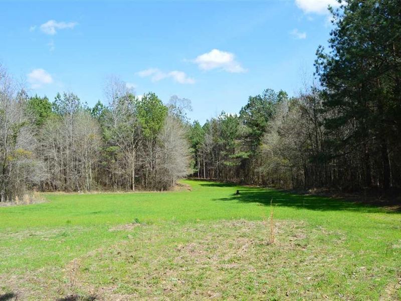 723 Acres Timber and Recreational : Vaiden : Montgomery County : Mississippi