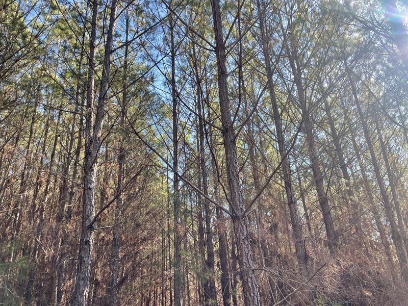 Winston County, AL 118 Acre Timber : Double Springs : Winston County : Alabama