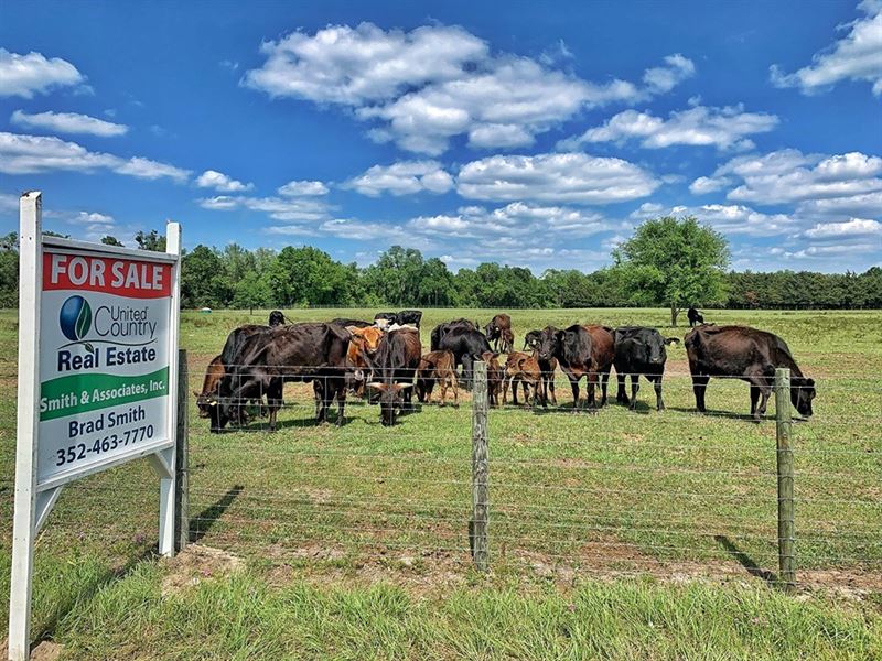 Home Land, Trenton Florida, Levy : Trenton : Levy County : Florida