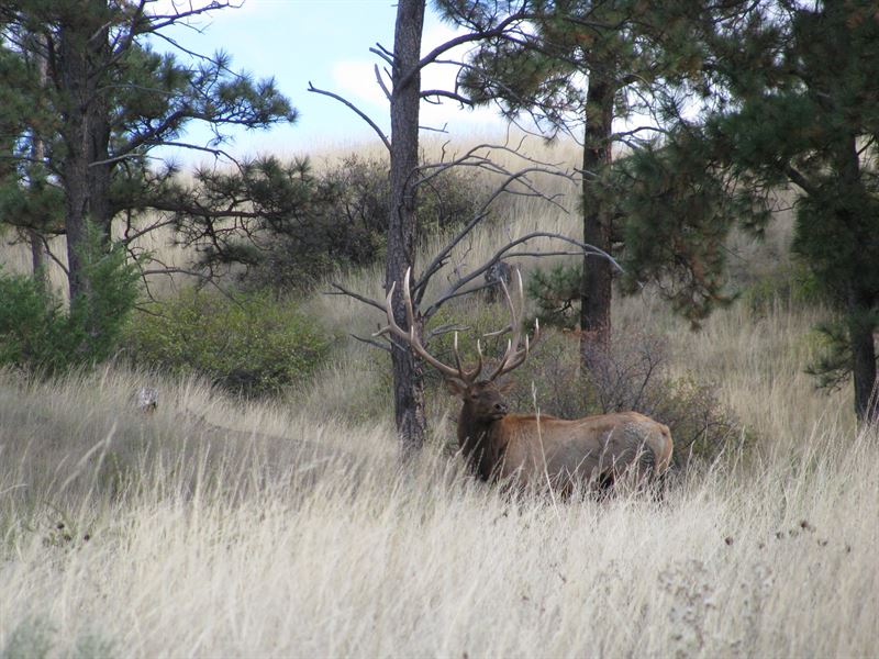 Watson Ranch, Ranch for Sale in Montana, 237690 RANCHFLIP