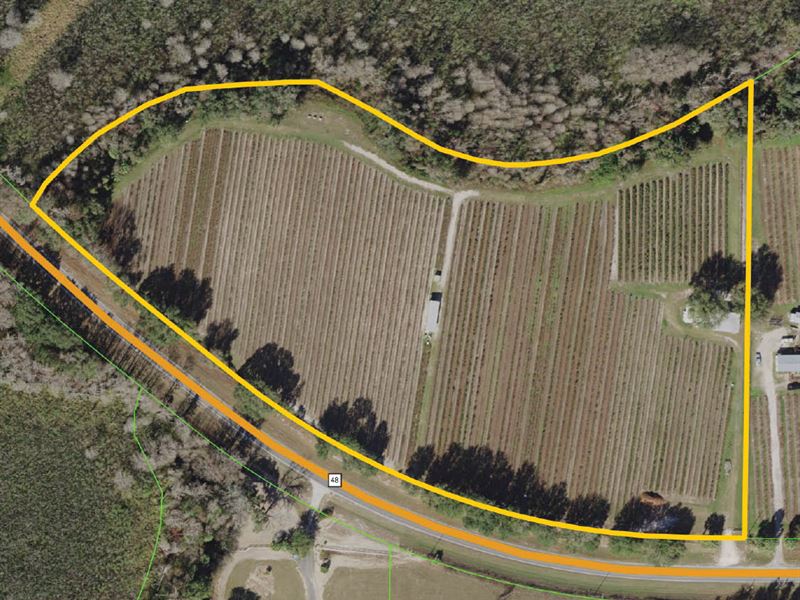 Certified Organic Blueberry Farm, Ranch for Sale in Florida, 237894