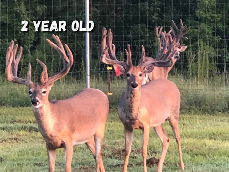 Relentless Whitetails Hunting Prese : Tallassee : Macon County : Alabama