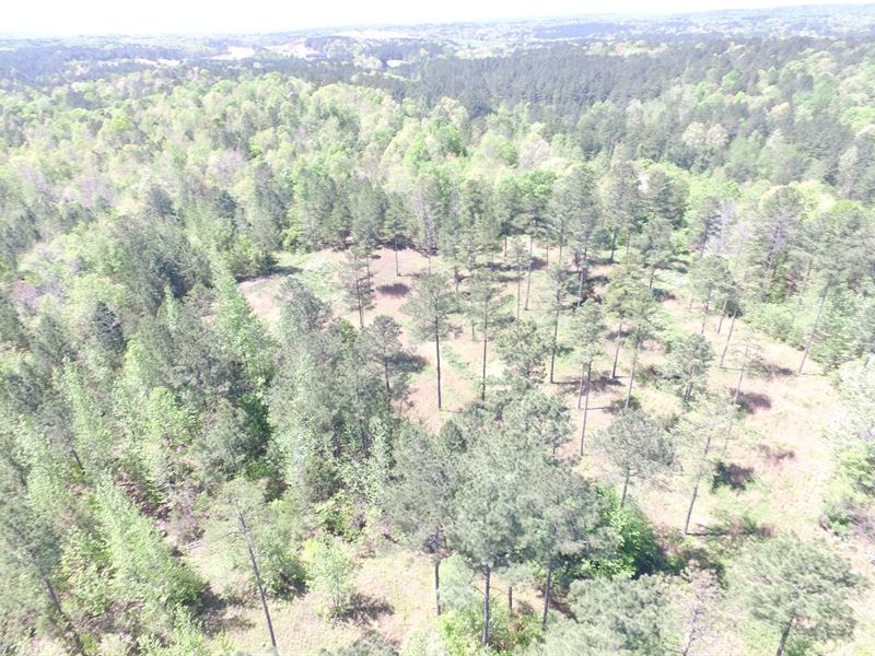 Taylor Farms, 22 Acres & Pond : Moody : Saint Clair County : Alabama