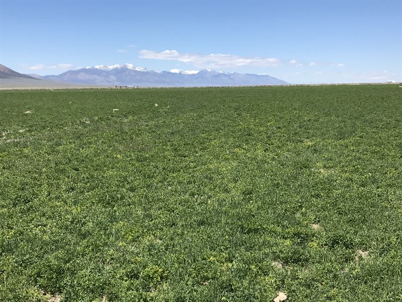 Beautiful Blue Diamond Ranch : Ely : White Pine County : Nevada