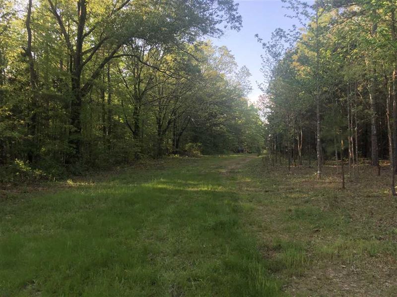 52 Acres Timber/Recreational Hunti : Shirley : Van Buren County : Arkansas