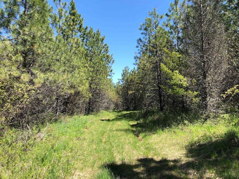 Rural Acreage Lot 12 Fraser Pines : Weippe : Clearwater County : Idaho