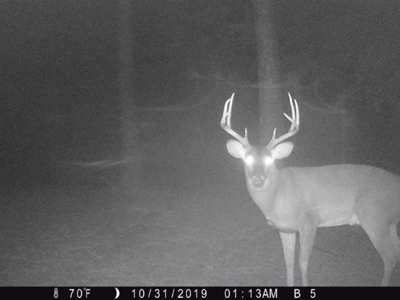 94 Ac Trophy Hunting Property : Thomaston : Upson County : Georgia