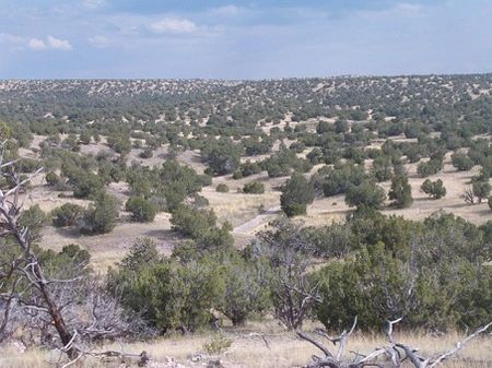 Lot 28 Abbe Springs Borders Forest : Magdalena : Socorro County : New Mexico