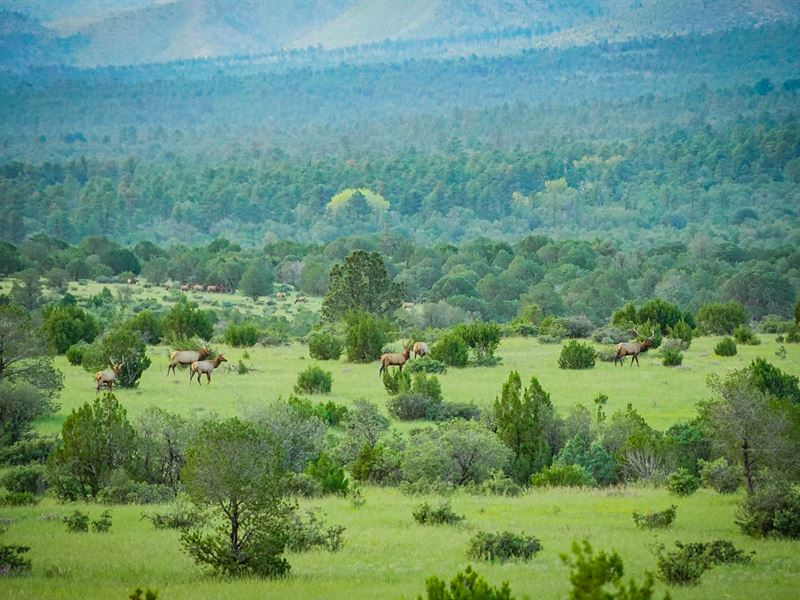 El Capitan Trophy Elk, Land : Capitan : Lincoln County : New Mexico