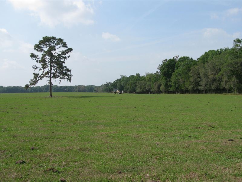 84 Ac for Residential or Light Ind : Dade City : Pasco County : Florida