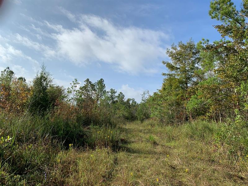 800 Acres Hunting Land Dixie County, Ranch for Sale in Florida, 242225