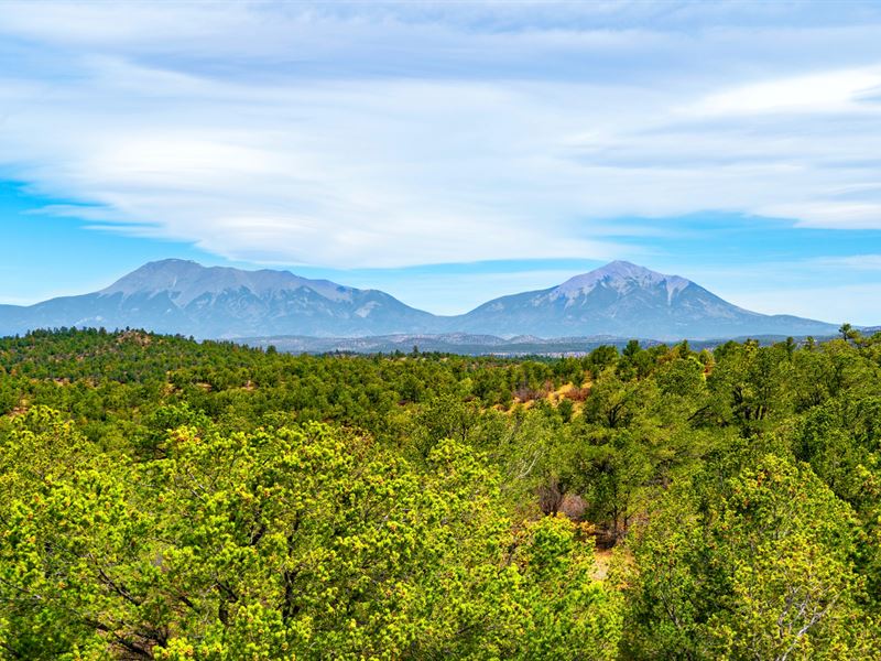 Wooded Mountain Land, Road Access : Weston : Las Animas County : Colorado