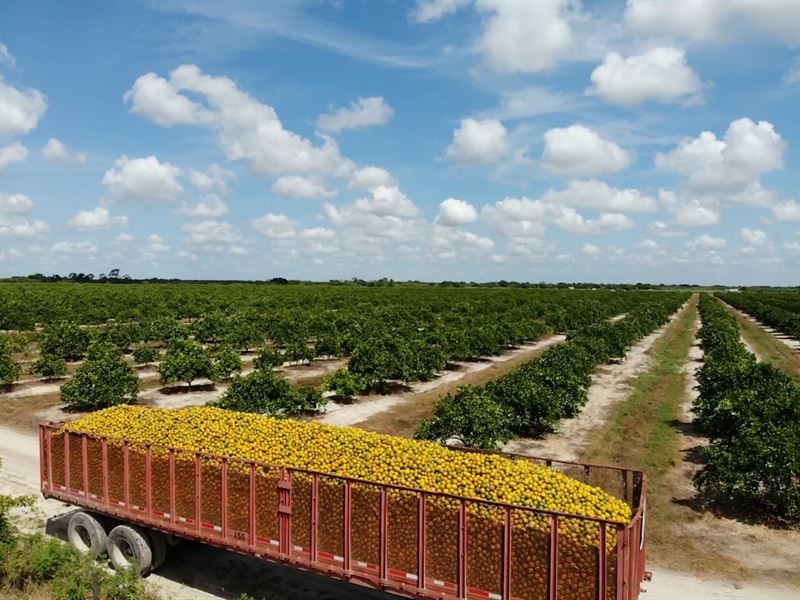 Florida Farmland with Citrus Crop : Labelle : Hendry County : Florida