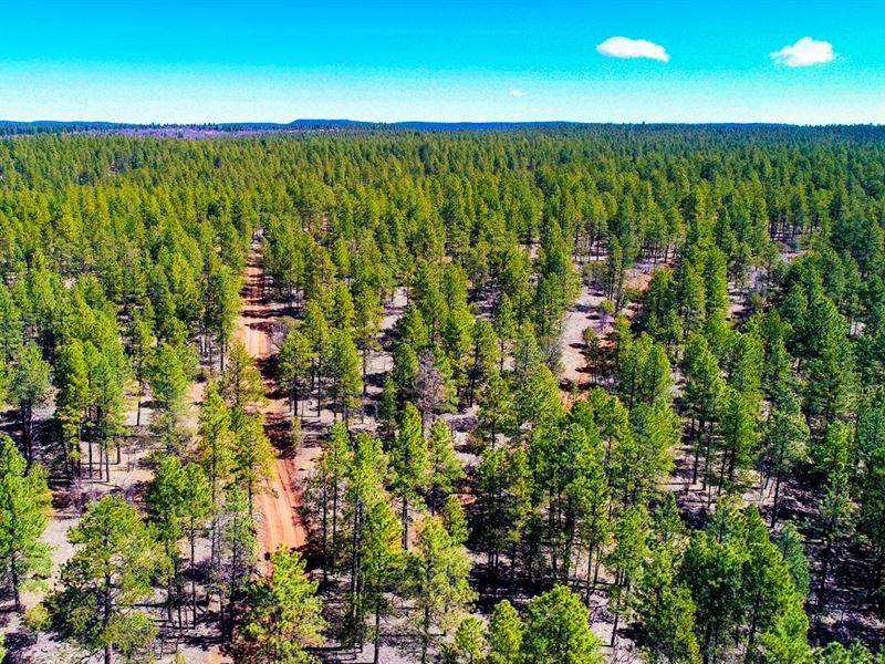 Wooded Land Near National Forest : Fort Wingate : Cibola County : New Mexico