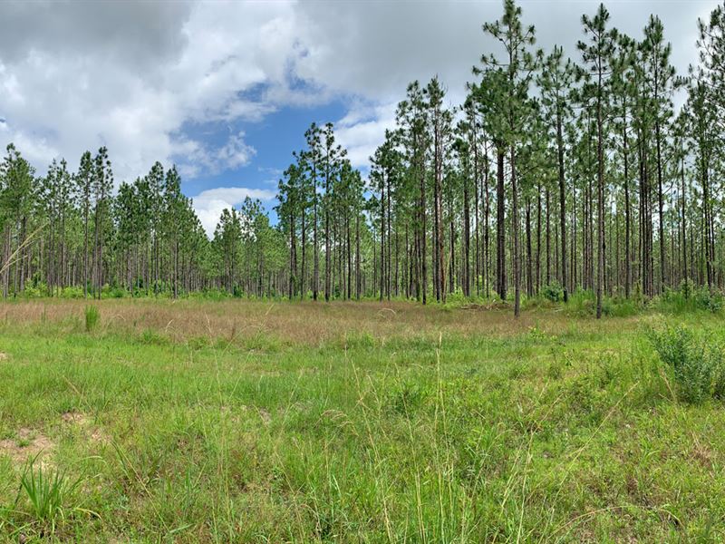 The Hobbs Tract : Wing : Escambia County : Alabama