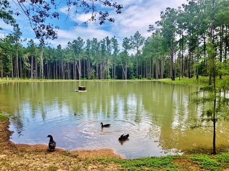 305 Acre Hunting Retreat with 3 Cam : Tylertown : Walthall County : Mississippi