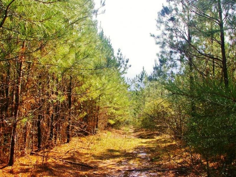 26 Acres Hunting Land/Homesite : Ruth : Lincoln County : Mississippi