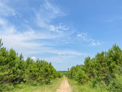 136 Acres T-9 Red Hollow : Leggett : Polk County : Texas