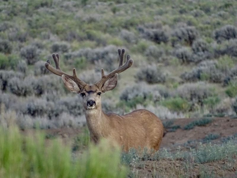 Laguna Seca Ranch 560 Deeded Acres : Lindrith : Rio Arriba County : New Mexico