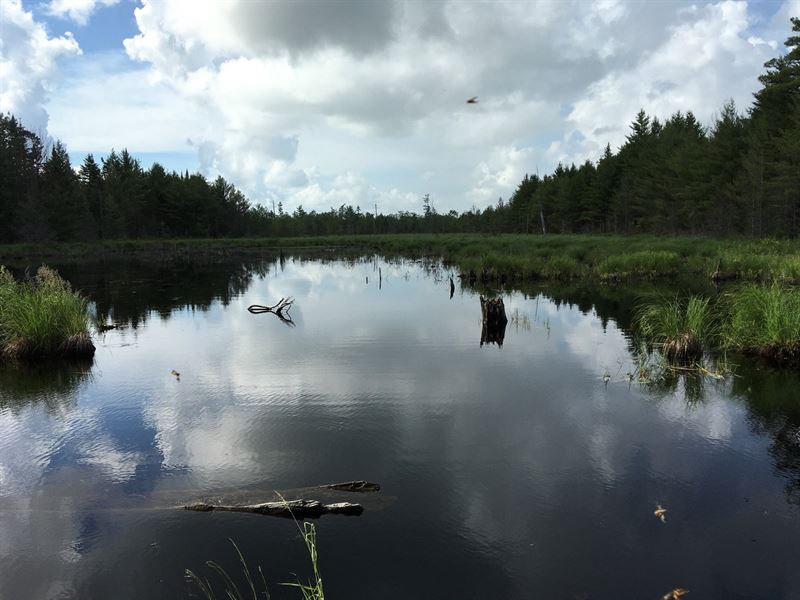 Maine Timber Investment Recreation : Lagrange : Penobscot County : Maine