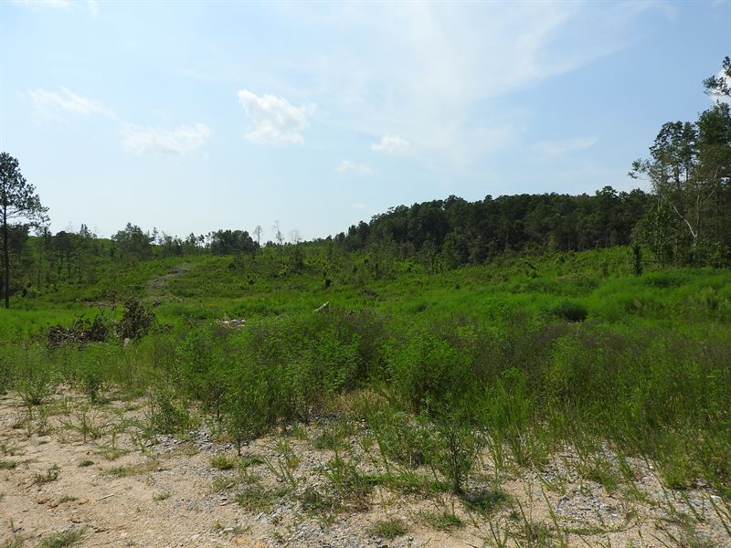 130 Acres with Gentle Topo R80028 : Lafayette : Walker County : Georgia