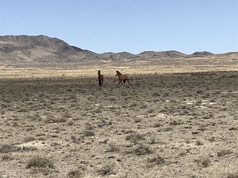 Vast 40 Acre Wild Horse Retreat, Ranch for Sale by Owner in Nevada