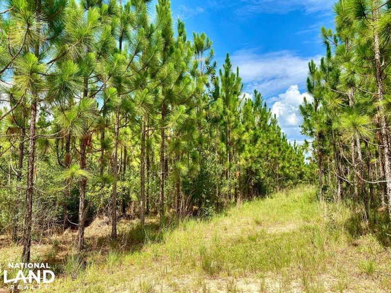 Walley Longleaf and Loblolly Pine : Walley : Washington County : Alabama