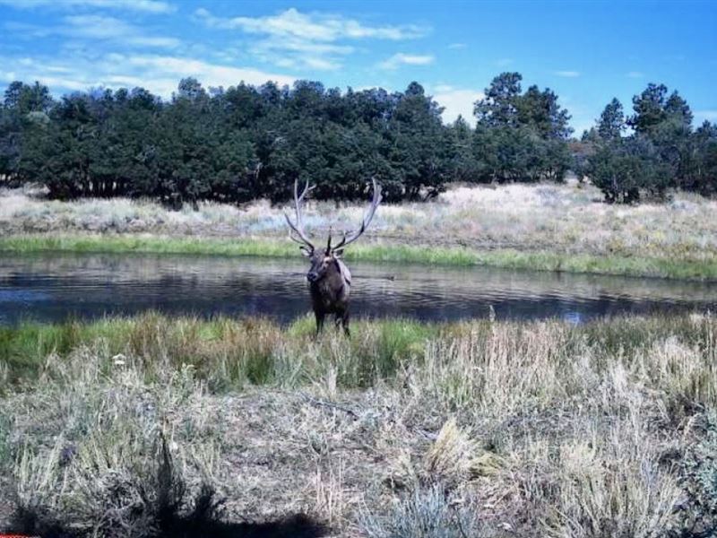Blue Hill Ranch : Hesperus : La Plata County : Colorado