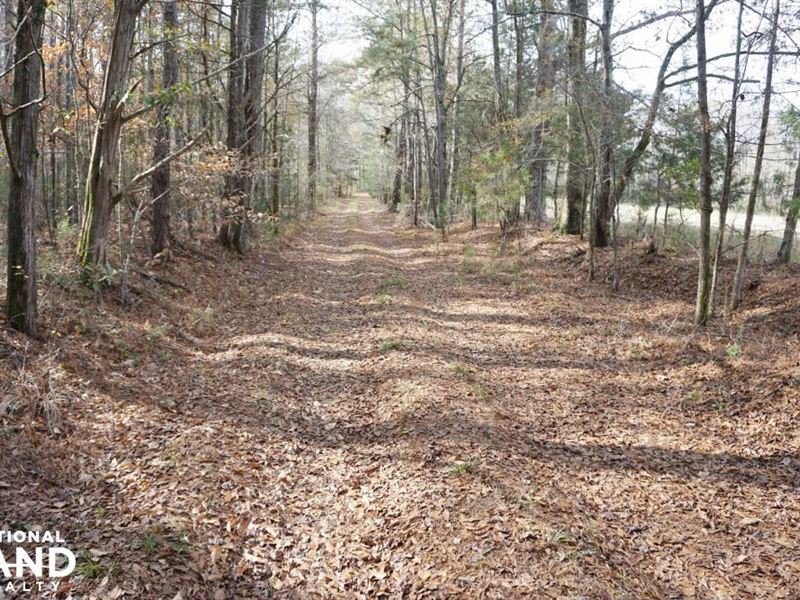 Freedom Farm Road Tract : Pine Apple : Wilcox County : Alabama