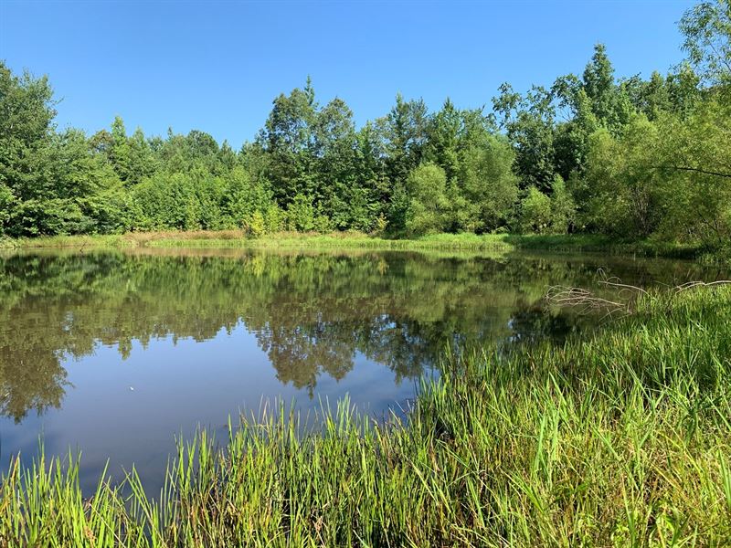 Land Sell Tennessee Ponds, Cabin : Leoma : Giles County : Tennessee