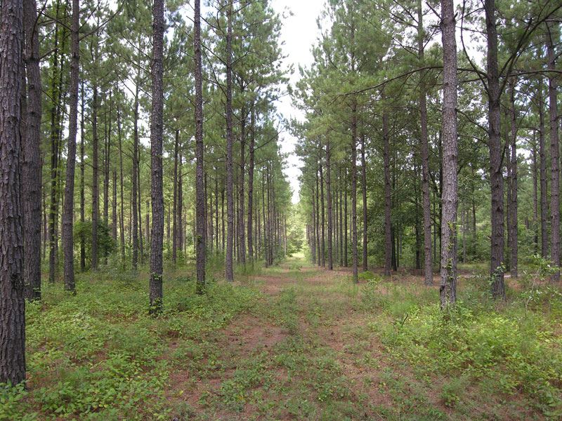 1039 Acre Timber and Hunting Tract : Waynesboro : Burke County : Georgia