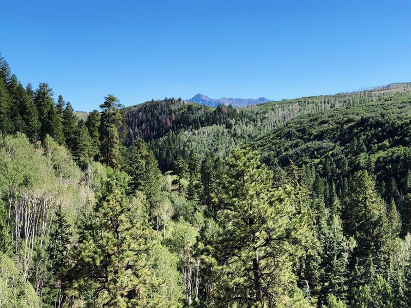 Alder Creek Acreage : Placerville : San Miguel County : Colorado