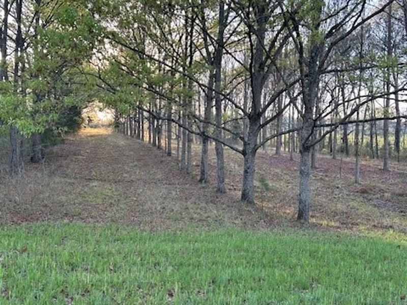 78 Acres County Road 45-Perote, AL : Perote : Bullock County : Alabama