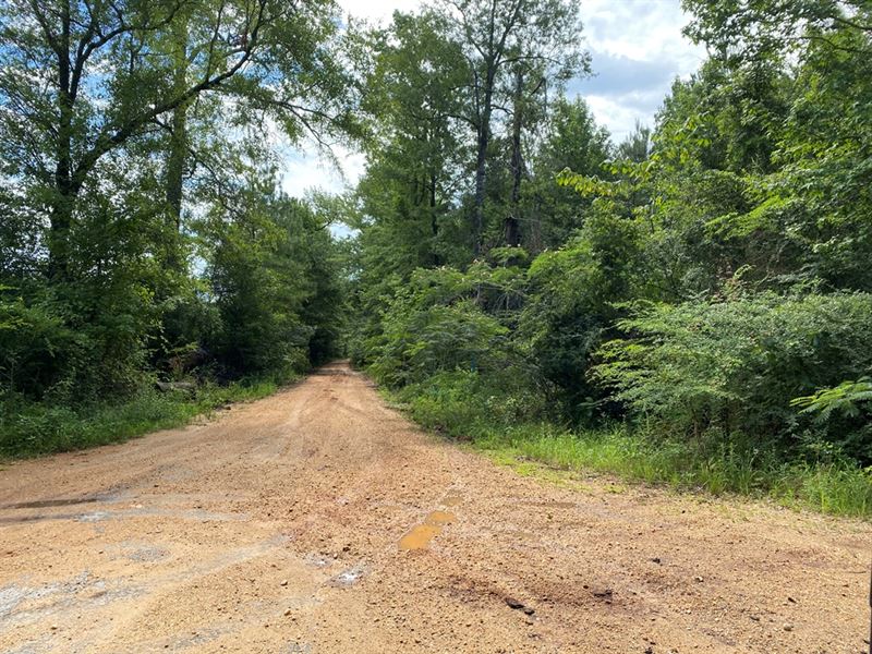 Lower Peachtree Tract : Lower Peach Tree : Wilcox County : Alabama